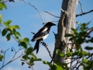 13-black-billed-magpie