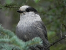 25-gray-jay