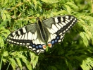 27-oldworld-swallowtail-echte-vlinder