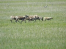 14-caribous-met-kalf