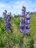 16-fireweed-overal-langs-de-weg