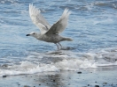 20-herring-gull-deep-creek
