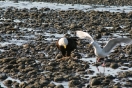 22-bald-eagle-en-herring-gull