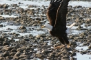 23-opstijgende-bald-eagle