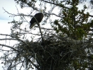 32-bald-eagle-bij-nest-homer