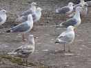 36-herring-gulls-wachten-op-visafval
