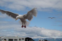 Kenai Peninsula Homer - Seward