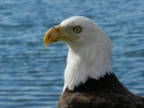 11-bald-eagle-homer-1024x768