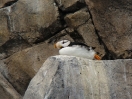 20-horned-puffin-1024x768