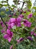 24-fireweed-bij-de-gletscher-768x1024