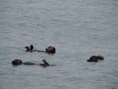 26-sea-otters-resurrection-bay-1-1024x768