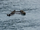 27-sea-otters-resurrection-bay-2-1024x768