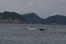 29-orca-whale-landing-1024x683