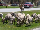 07-kudde-bighorn-sheep-in-radium-hs