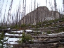 16-jong-groen-tussen-verbrande-bomen-uit-2003