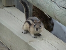 20-golden-mantled-ground-squirrel