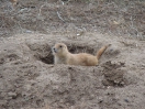 02-April - Prairie Dog - Badlands South Dakota