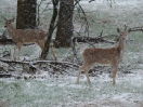 05-april-White Tailed Deer-Custers State Park