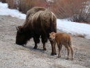 10-mei-Buffalo met kalf-Earthquake lake