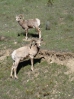 11-mei-Big Horn Sheep-Radium Hot Springs