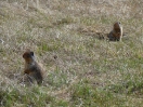 13-Mei - Prairie Dogs - Banff