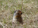 14-Mei - Prairie Dog komt even kijken - Banff