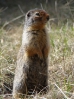 15-Mei - Prairie Dog houdt de wacht - Banff