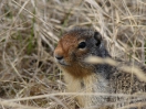 16-Mei - Prairie Dog - Banff