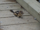 18-Mei - Golden Mantled Ground Squirrel - Vermiljon Canyon