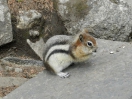 19-Mei - Golden Mantled Ground Squirrel - Johnson Canyon