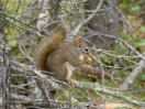 22-Mei - Red Squirrel - Lake Louise