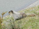 24-Mei - Hoary Marmot - Lake Medicin