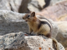 26-Mei - Least Chipmunk - Lake Louise