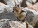 27-Mei - Least Chipmunk - Lake Louise