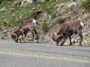 29-Juni-Stone Sheep-Liard River Hwy