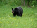 30-Juni-Black Beer-Liard River Hwy