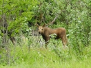 37-juli-Jonge Moose-Hope