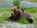 38-juli-Jonge Grizzly-Kenai Peninsula