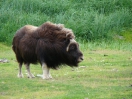 39-juli-Wood Bison-Kenai Peninsula