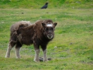 40-juli-Wood Bison jong-Kenai Peninsula