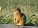 46-Juli- Common Ground Squirrel - Polar Circle