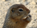 48-Juli- Common Ground Squirrel - Polar Circle