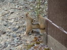 49-Juli- Northen Flying Squirrel\'s - Teslin Lake