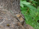 50-Juli- Least Chipmunk - Dease Lake Tanzilla River Campground