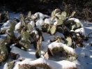 14-prickly-pears-in-de-sneeuw