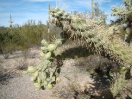 23-chainfruit-cholla-vruchten