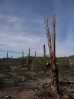 25-saguaro-skelet