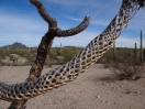 27-cholla-skelet