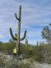 31-grote-saguaro