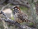 33-cactus-wren